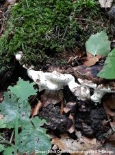 2018.10.05 - Biologia - Warsztaty terenowe